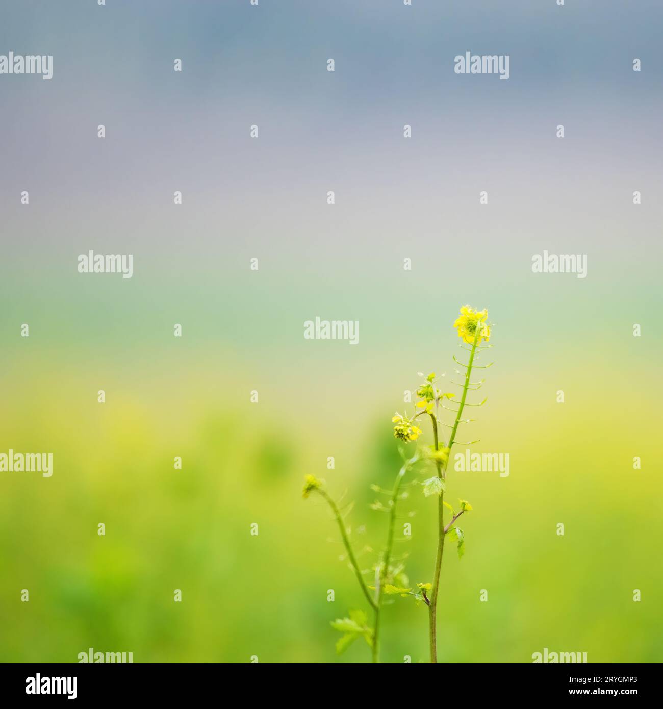 Mustard yellow flower green field Stock Photo