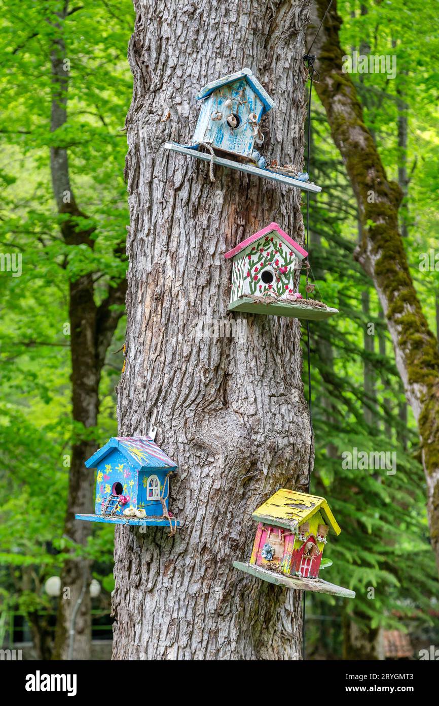 Colorful bird feeders on a tree, spring in Stock Photo Alamy