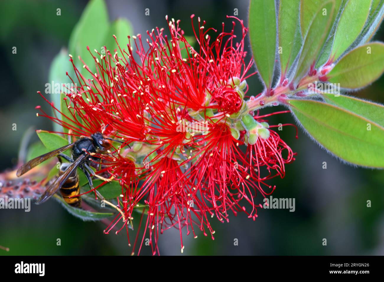 An Asian hornet (Vespa velutina) feeds on the flowers of Melaleuca citrina or Callistemon citrinus. Stock Photo