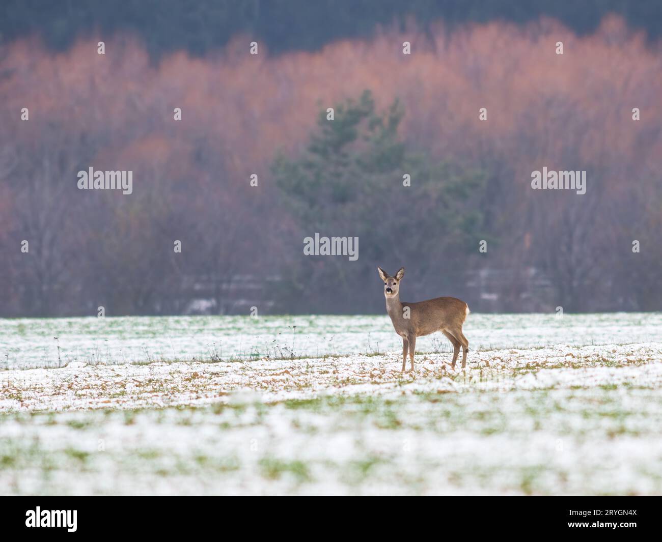 Roe deer, capreolus capreolus, doe standing on white field during snowing. Wild mammal looking to the camera in snowstorm. Brown Stock Photo