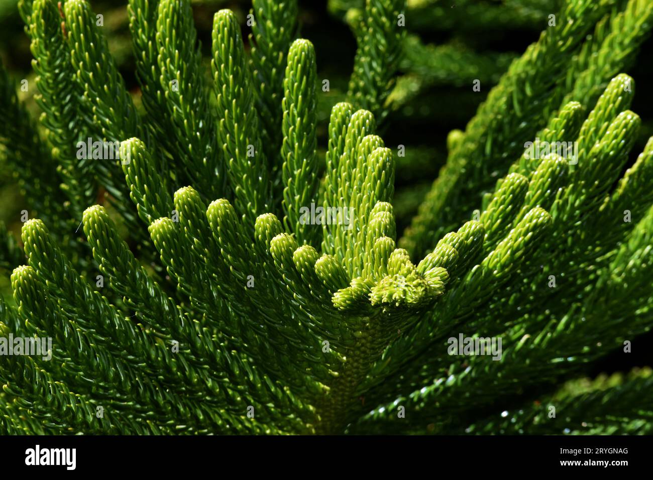 Macro photography of the leaves of a Norfolk pine (Araucaria heterophylla or A. excelsa). Stock Photo