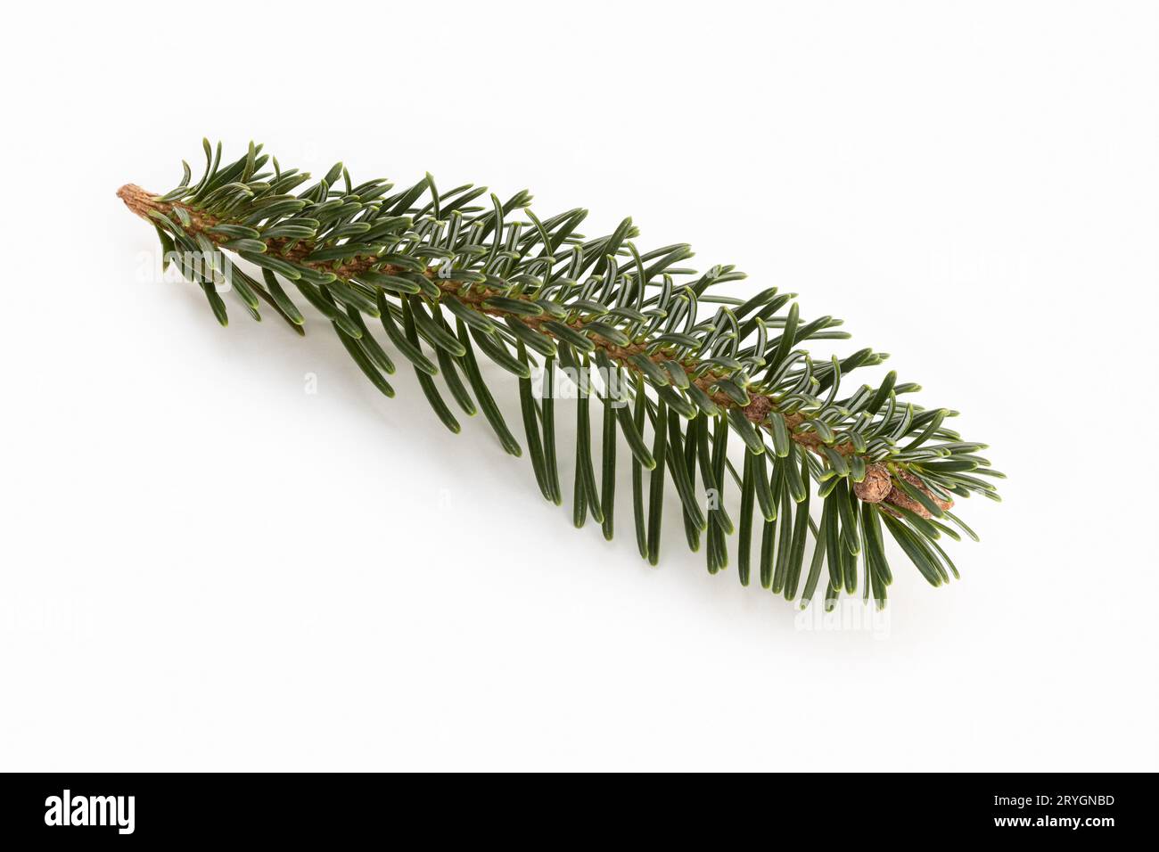 Fir branch isolated on white background Stock Photo