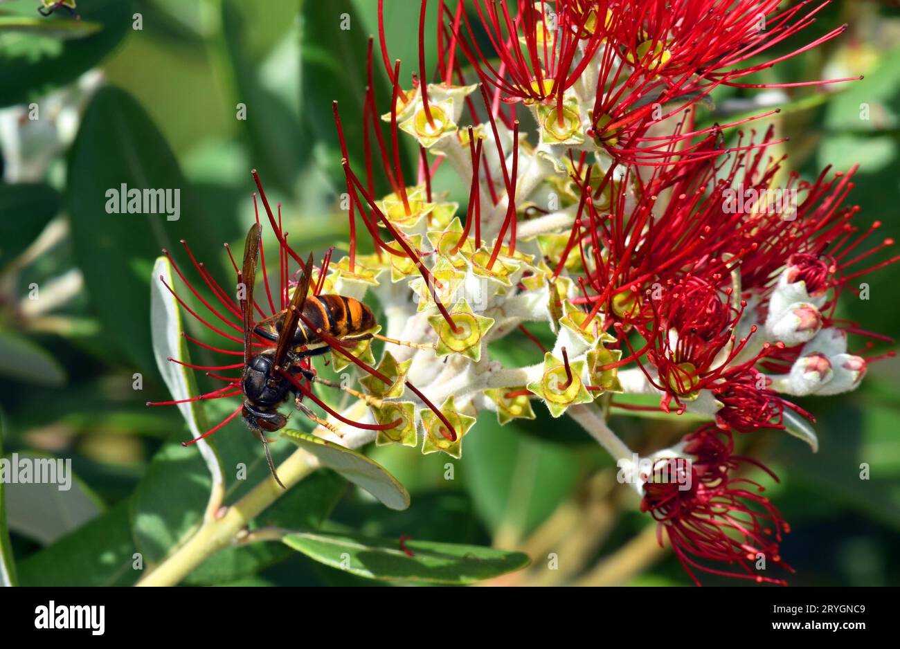 An Asian hornet (Vespa velutina) feeds on the flowers of  Callistemon sp. Stock Photo