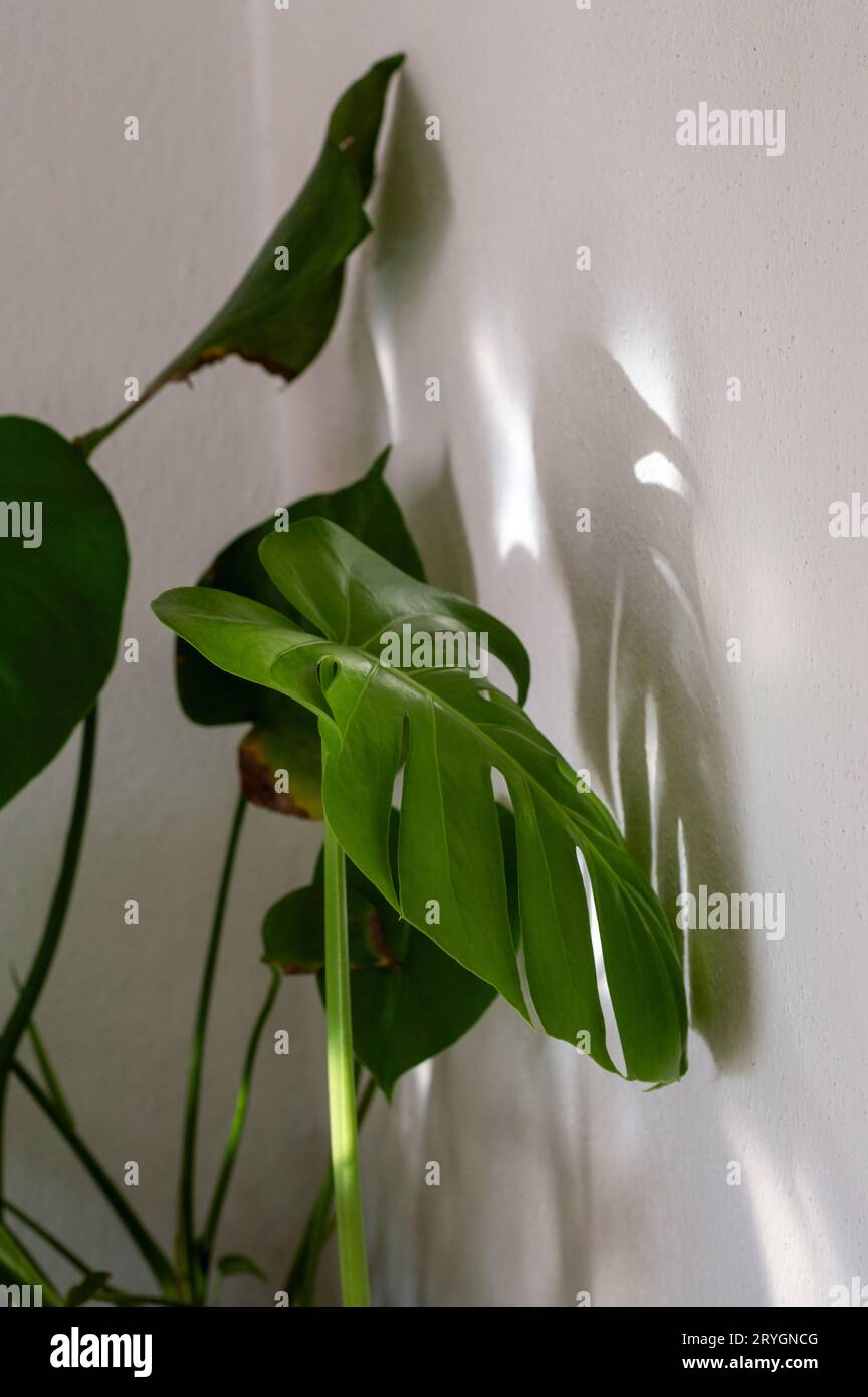 weeping palm in the sunlight (Monstera deliciosa) Stock Photo