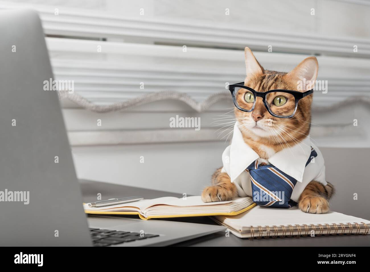 Cat with a keyboard hi-res stock photography and images - Alamy