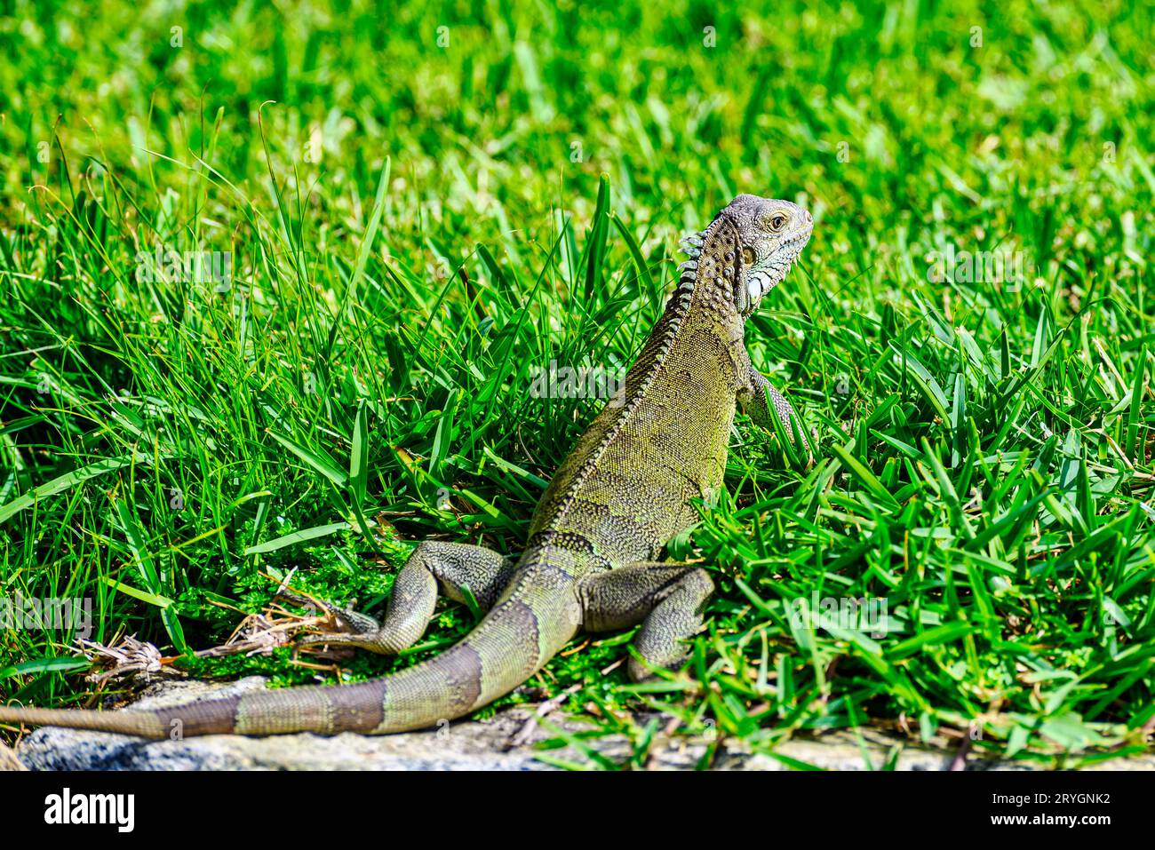 Lizards on Aruba in the Caribbean Stock Photo - Alamy