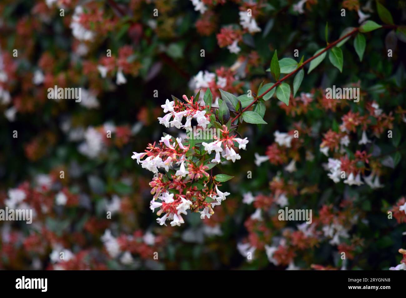 Branches, leaves and flowers of Linnaea * grandiflora or Abelia * grandiflora. Stock Photo