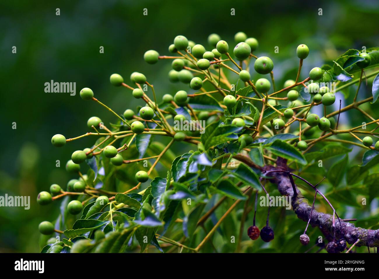 Melia azedarach plant fruits hi-res stock photography and images - Alamy