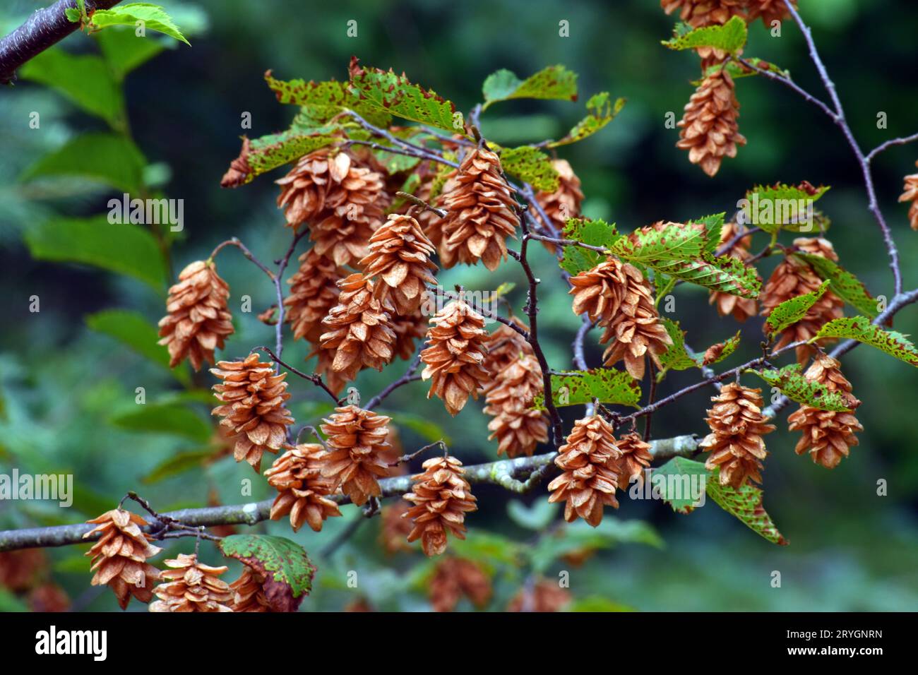 Dried fruits of the American hophornbeam (Ostrya virginiana) on a