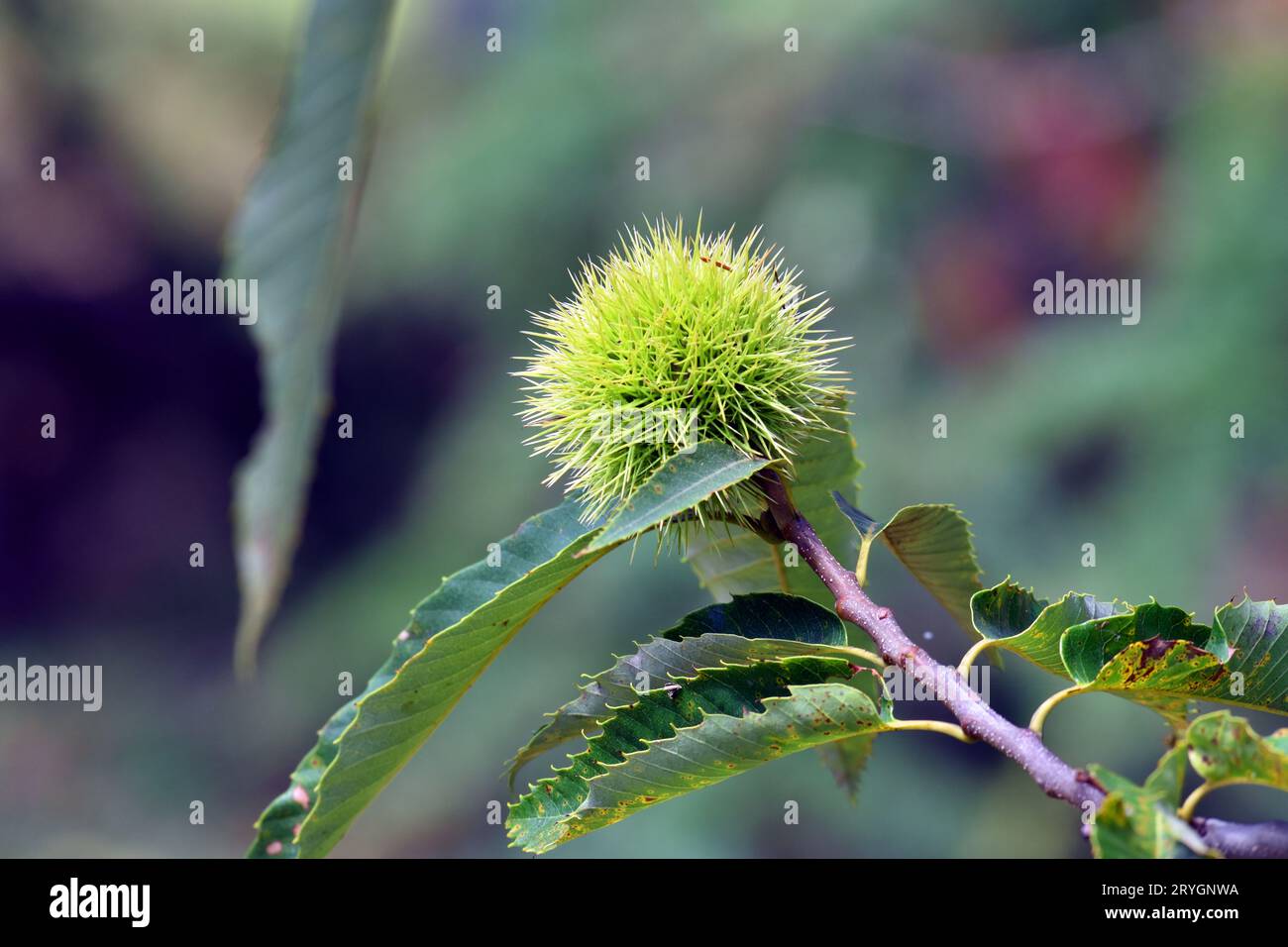 Detail of the leaves and thorny fruit of chestnut (Castanea sativa) still unopened. Stock Photo