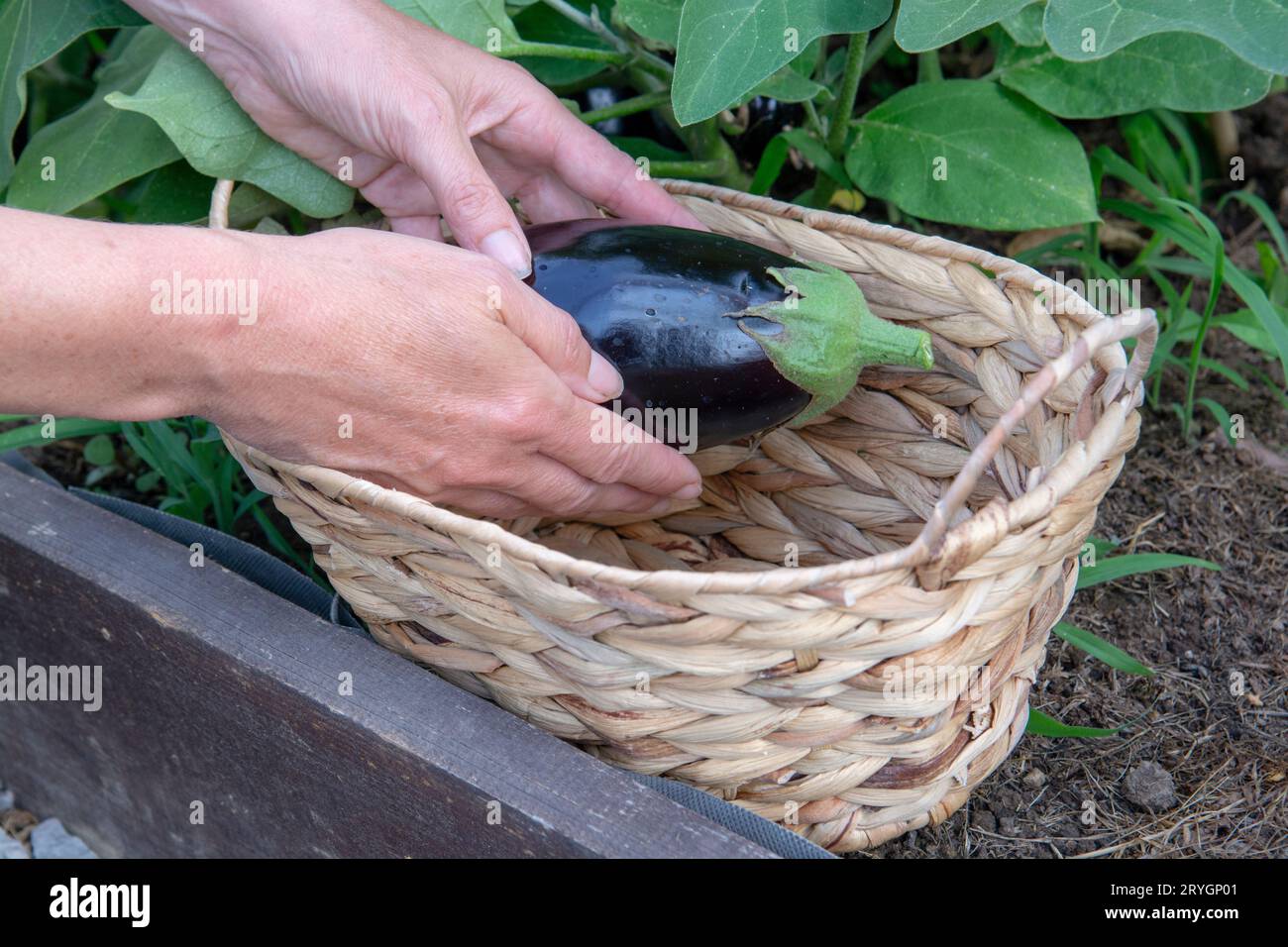 Brinjal agriculture hi-res stock photography and images - Page 3
