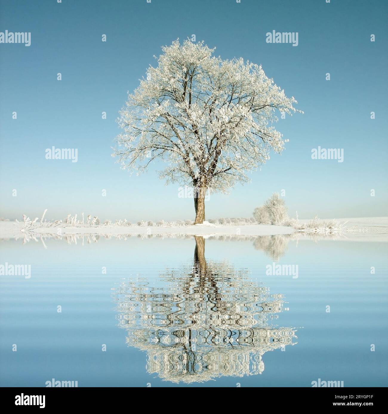 Oak tree snow sunset hi-res stock photography and images - Alamy