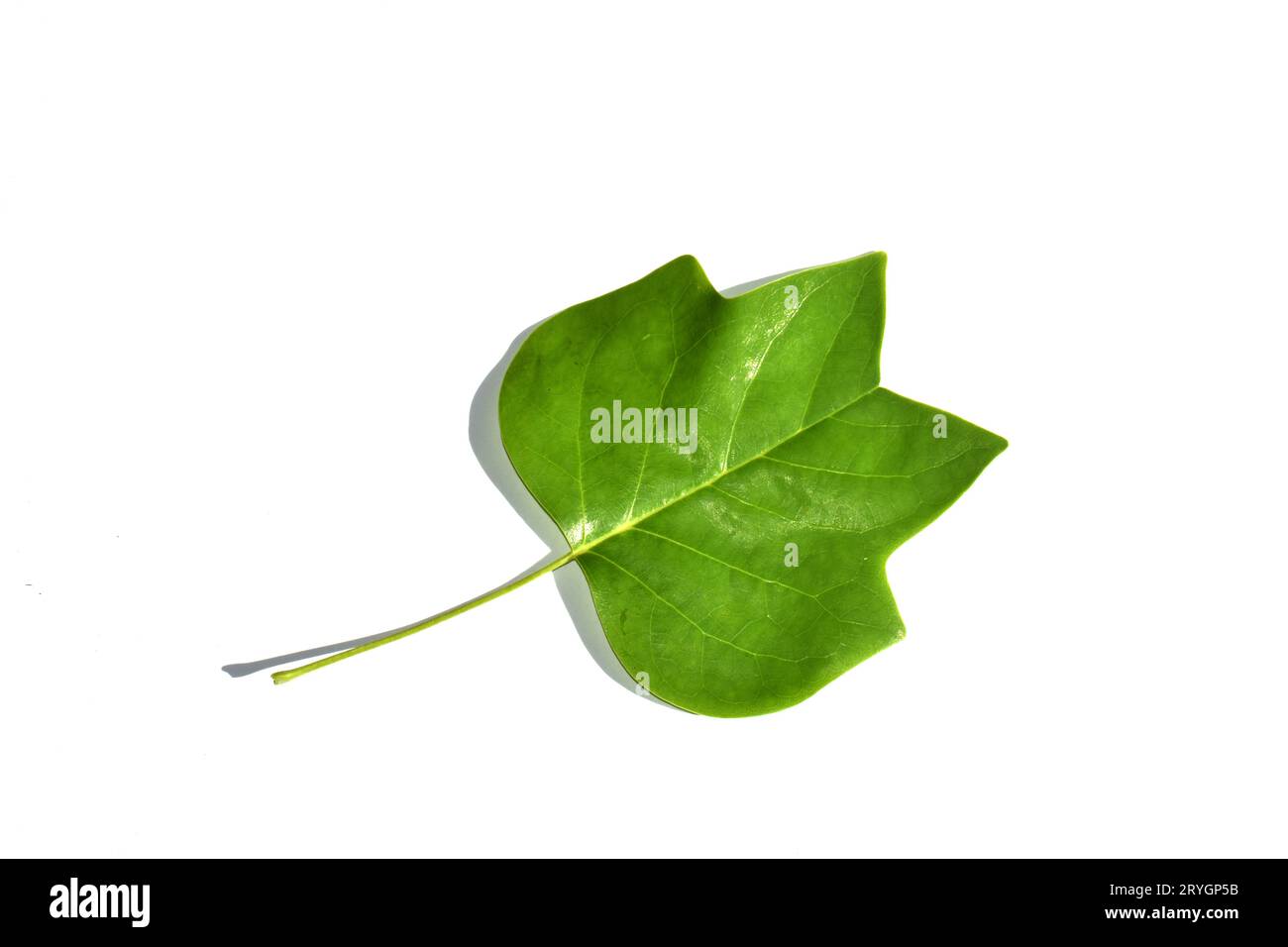 Top side view of a tulip tree (Liriodendron tulipifera) leaf on a white ...