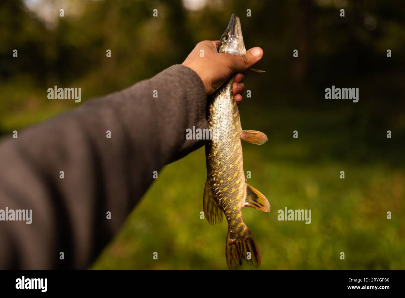 Pike caught hi-res stock photography and images - Alamy