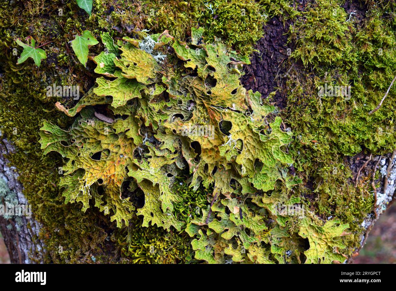 The medicinal lichen Lobaria pulmonaria on the trunk of an tree. Stock Photo