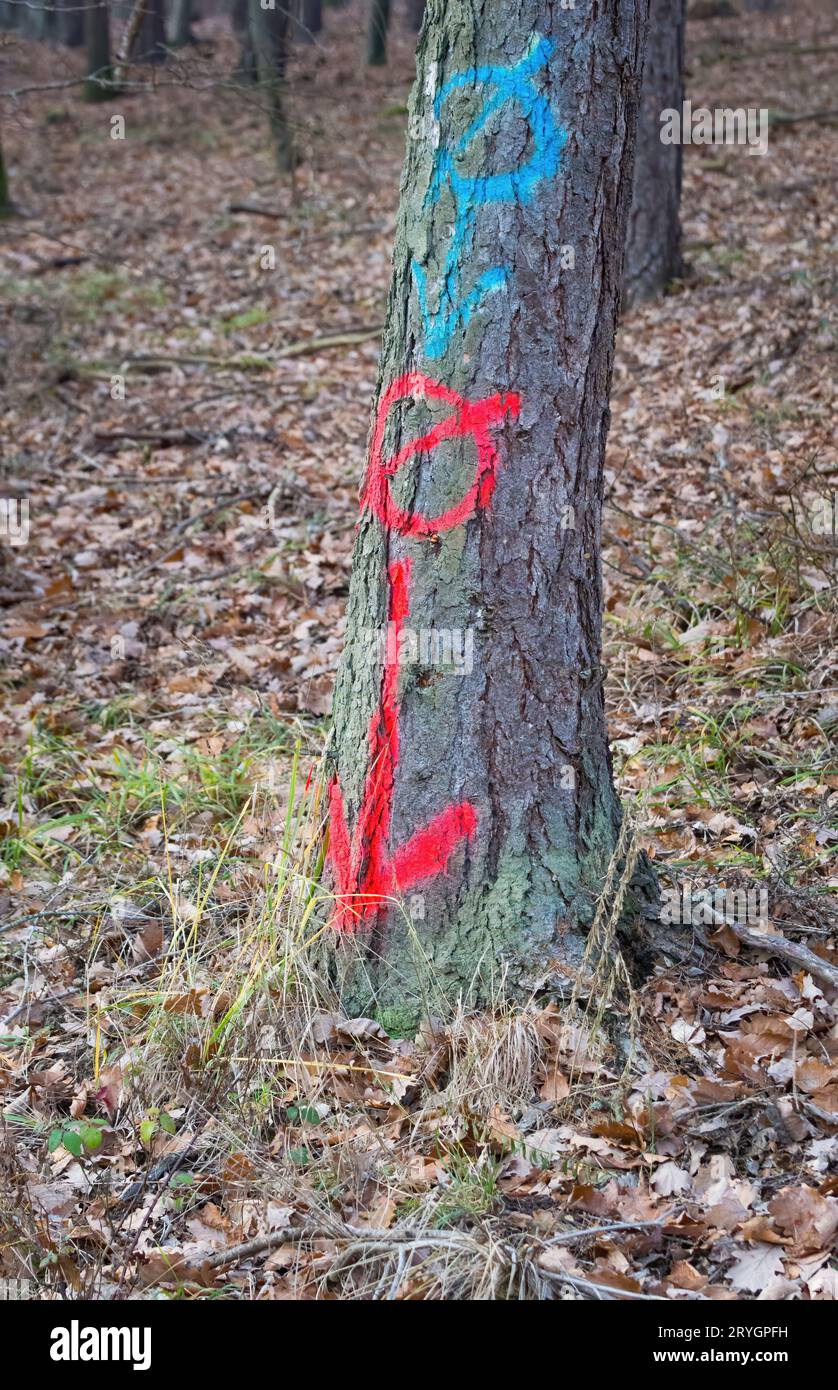 Tree marked with signs for cutting down in the forest Stock Photo