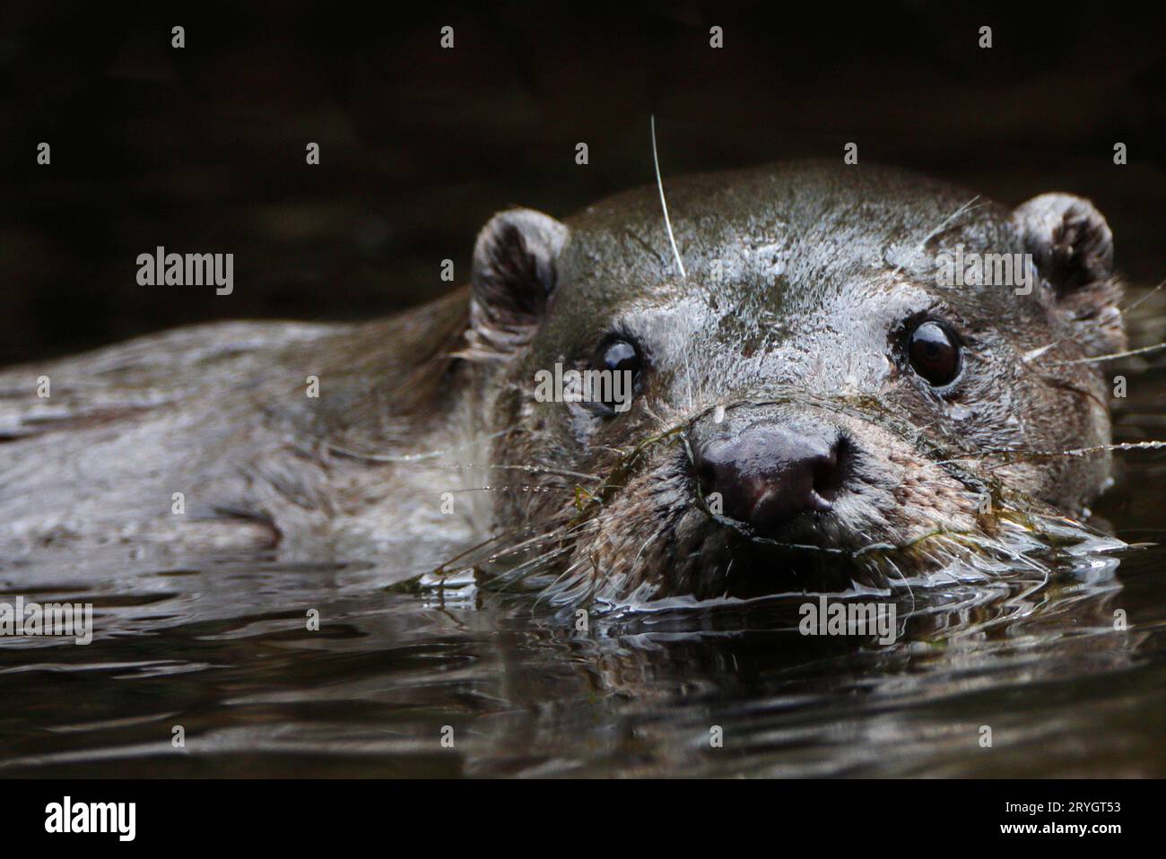 OTTER (Lutra lutra) close-up of face, UK. Stock Photo