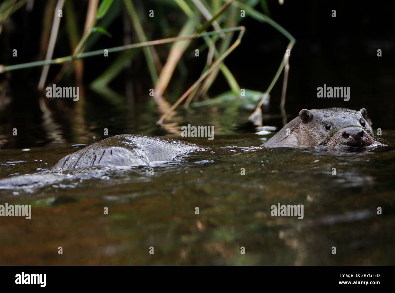 OTTER (Lutra lutra) swimming in a river, UK. Stock Photo