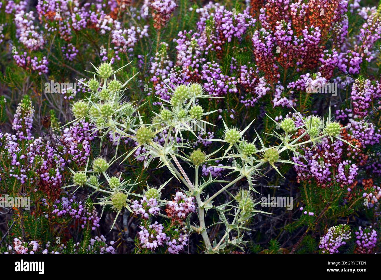 The field eryngo (Eryngium campestre) surrounded by the Cornish heath (Erica vagans) in flower Stock Photo