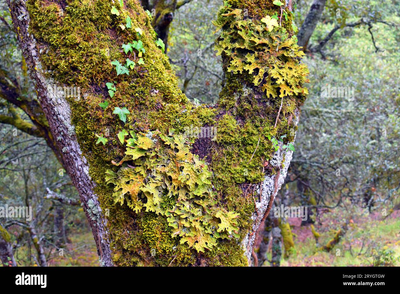 The medicinal lichen Lobaria pulmonaria on the trunk of an oak tree. Stock Photo