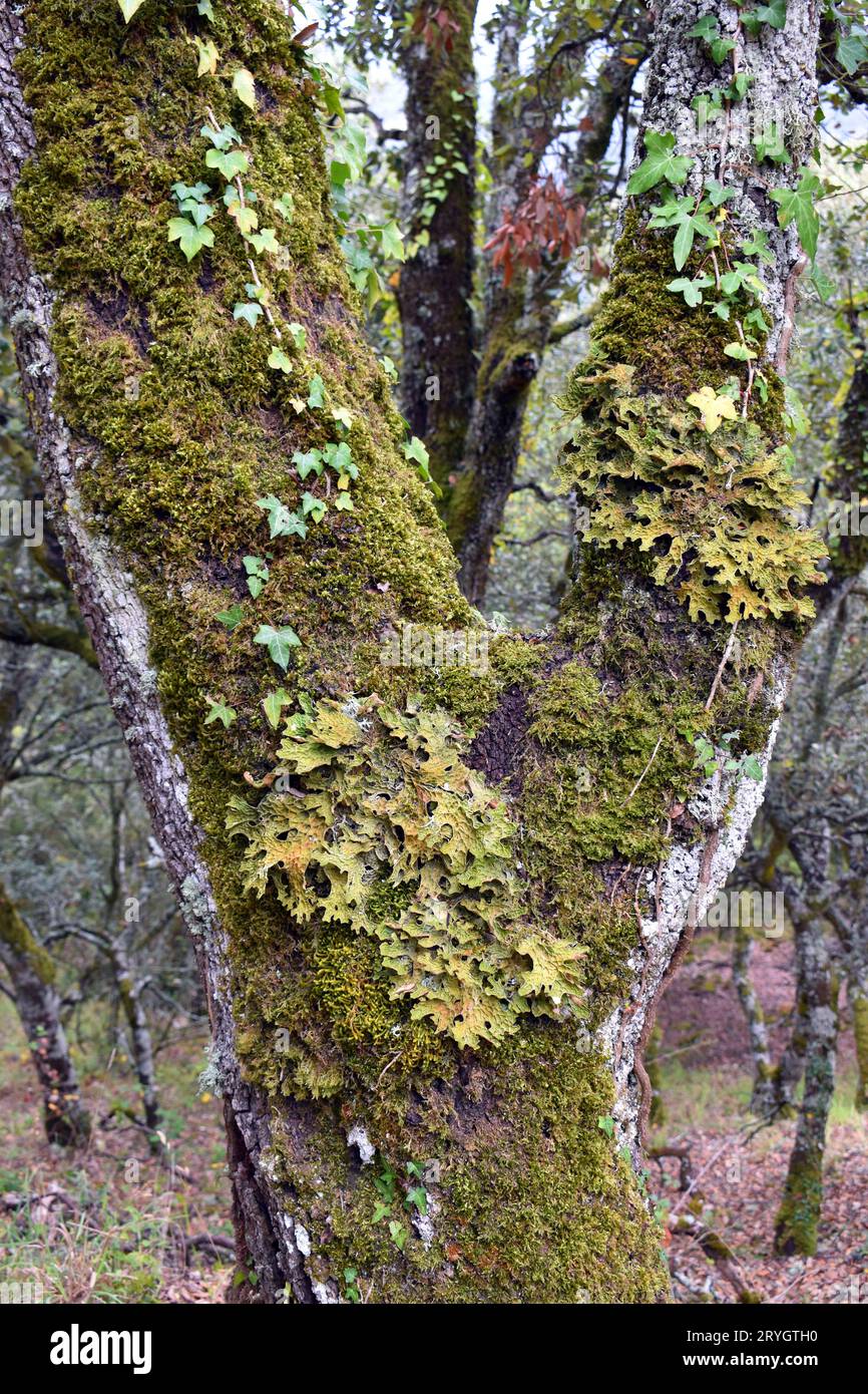 The medicinal lichen Lobaria pulmonaria on the trunk of an oak tree. Stock Photo
