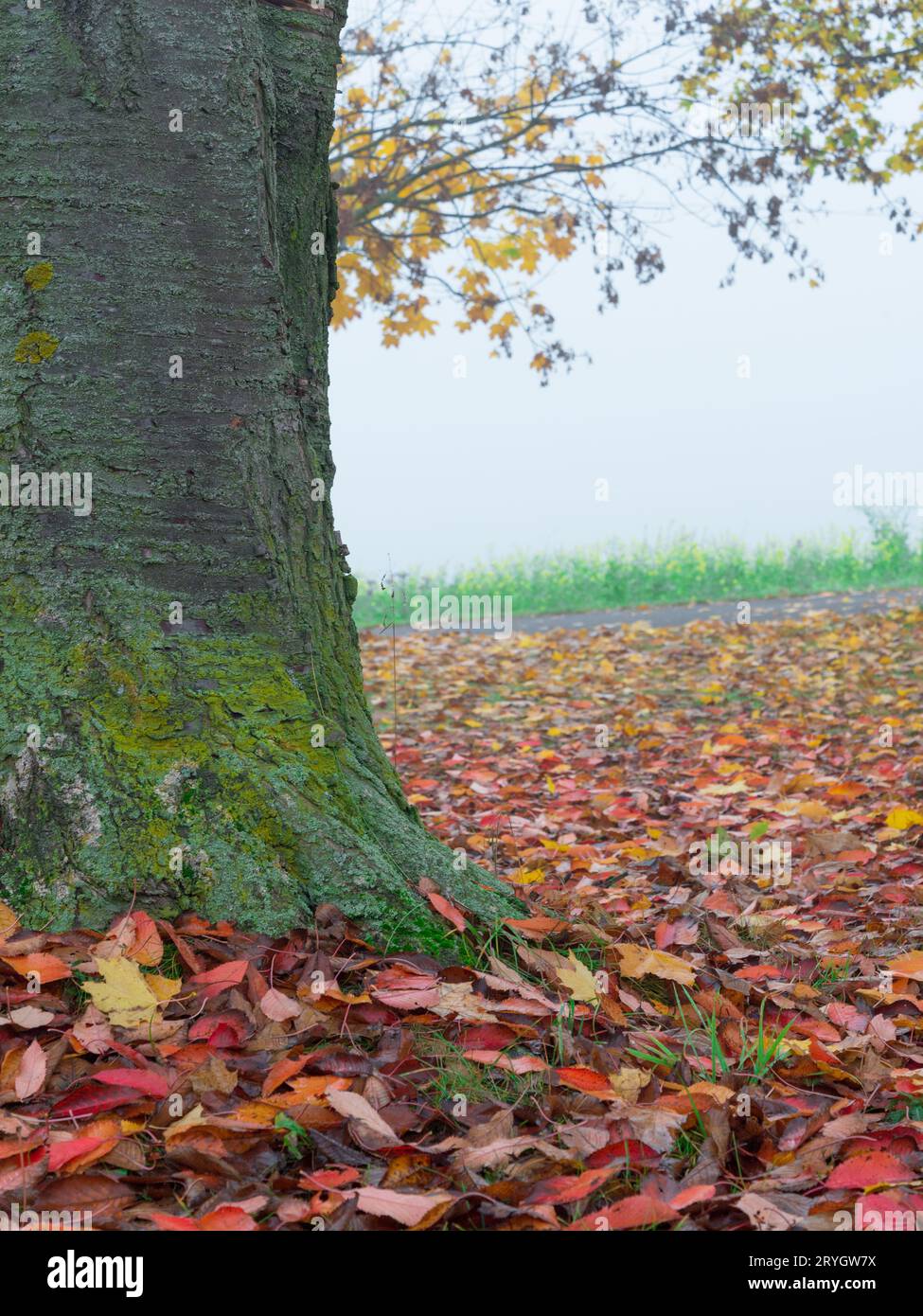 A ground level view of fall foliage on the ground next to a ...