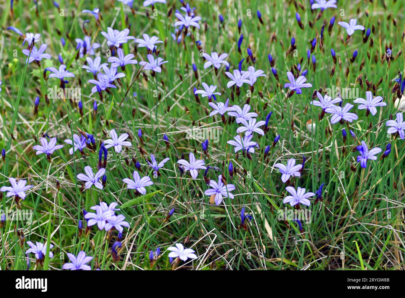 Wild flora species hi-res stock photography and images - Alamy