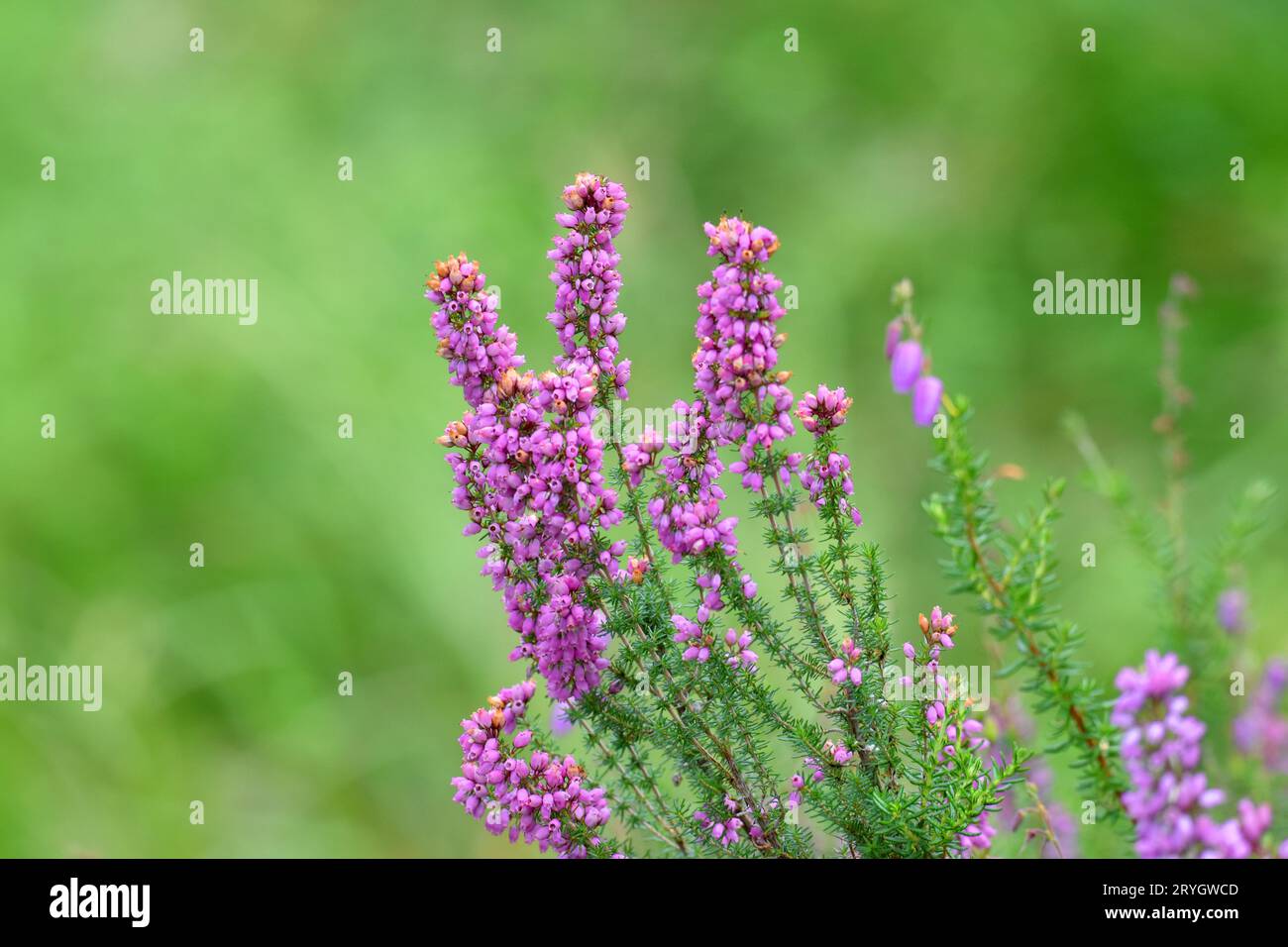 Flowers of the heather Erica cinerea with a green background. Stock Photo