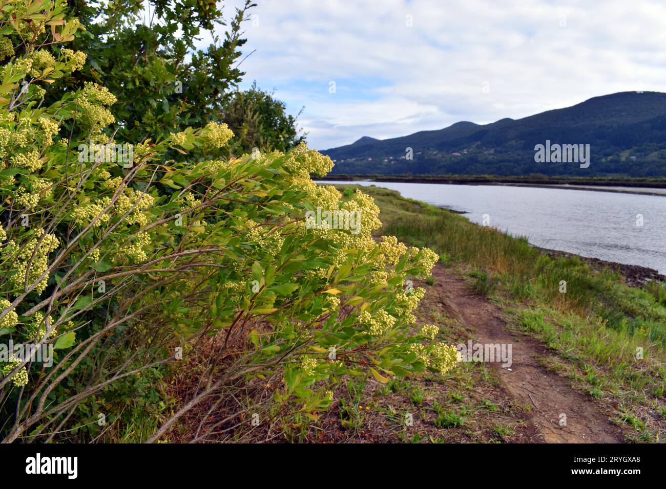 The invasive plant Baccharis halimifolia in the Urdaibai marshes. Basque Country. Spain Stock Photo