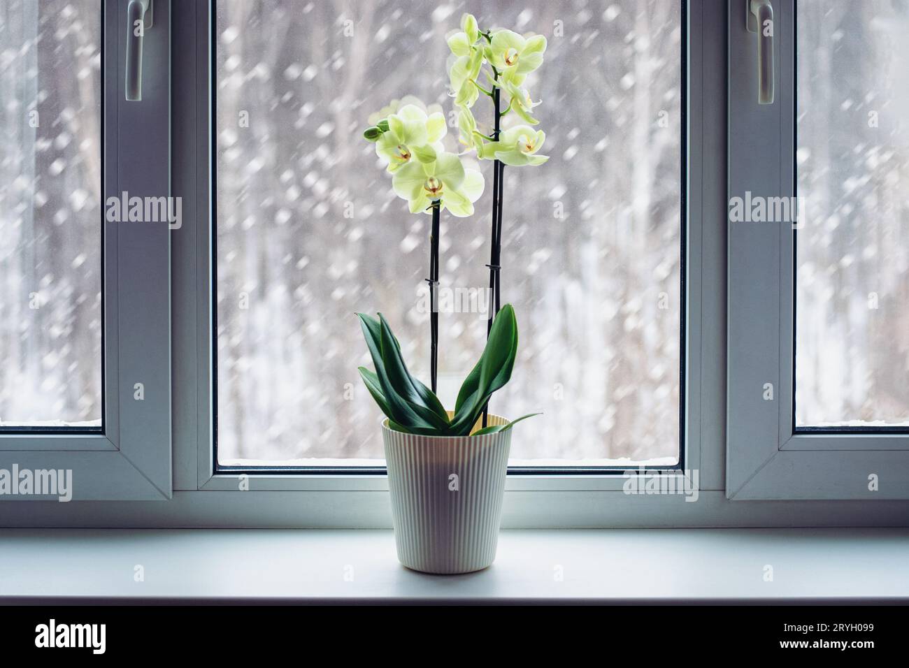 Orchid booming on windowsill in winter, Phalaenopsis plant care