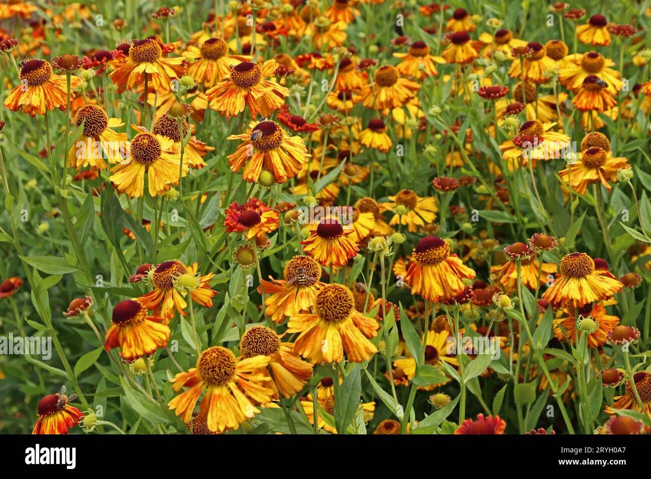 Bed of yellow Rudbeckia flowers attracting pollinating insects Stock
