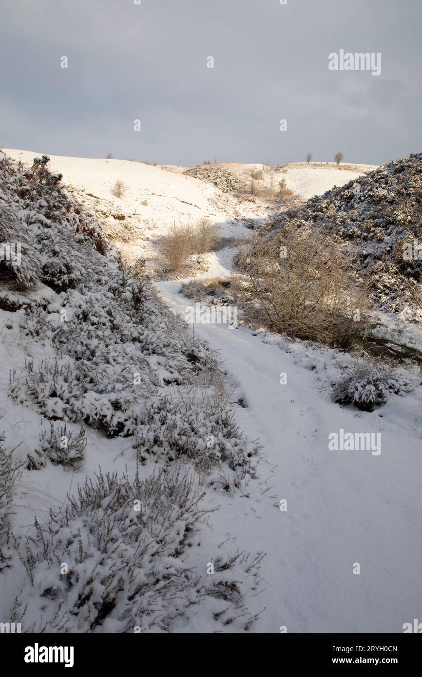 Track on a Welsh hill farm through gorse and wetland after a fall of snow.  Powys, Wales. January. Stock Photo