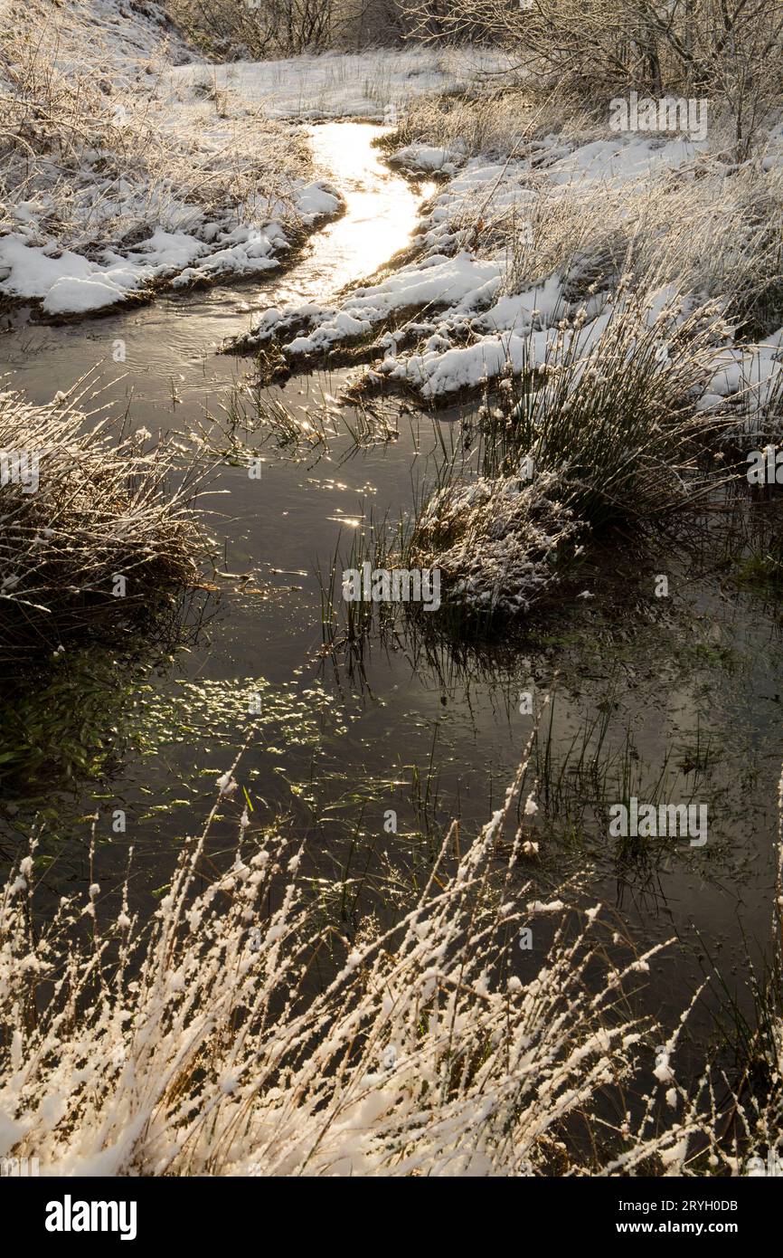 Sunlight reflecting off a stream flowing through wetland and woodland after a fall of snow. Powys, Wales. January. Stock Photo
