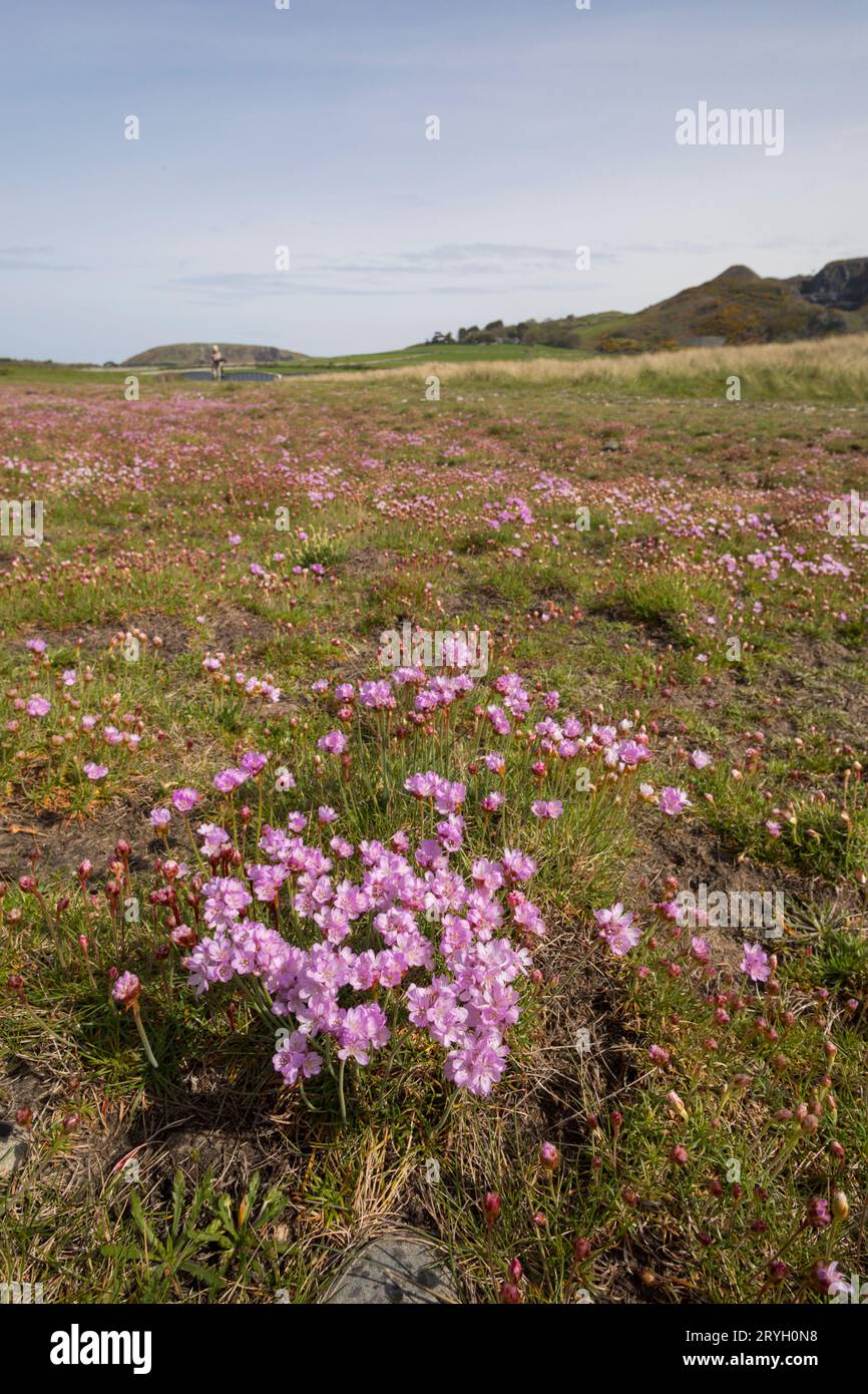 Thrift (Armeria maritima)  flowering on shingle behind a beach. Aber Dysynni, Gwynedd, Wales. May. Stock Photo