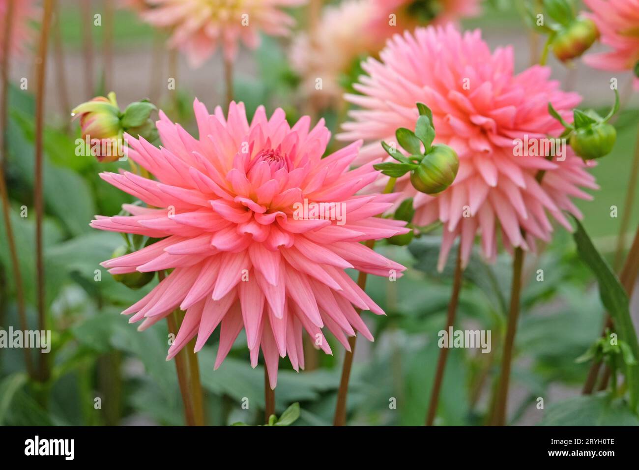 Coral pink cactus dahlia 'polventon phyllis' in flower. Stock Photo