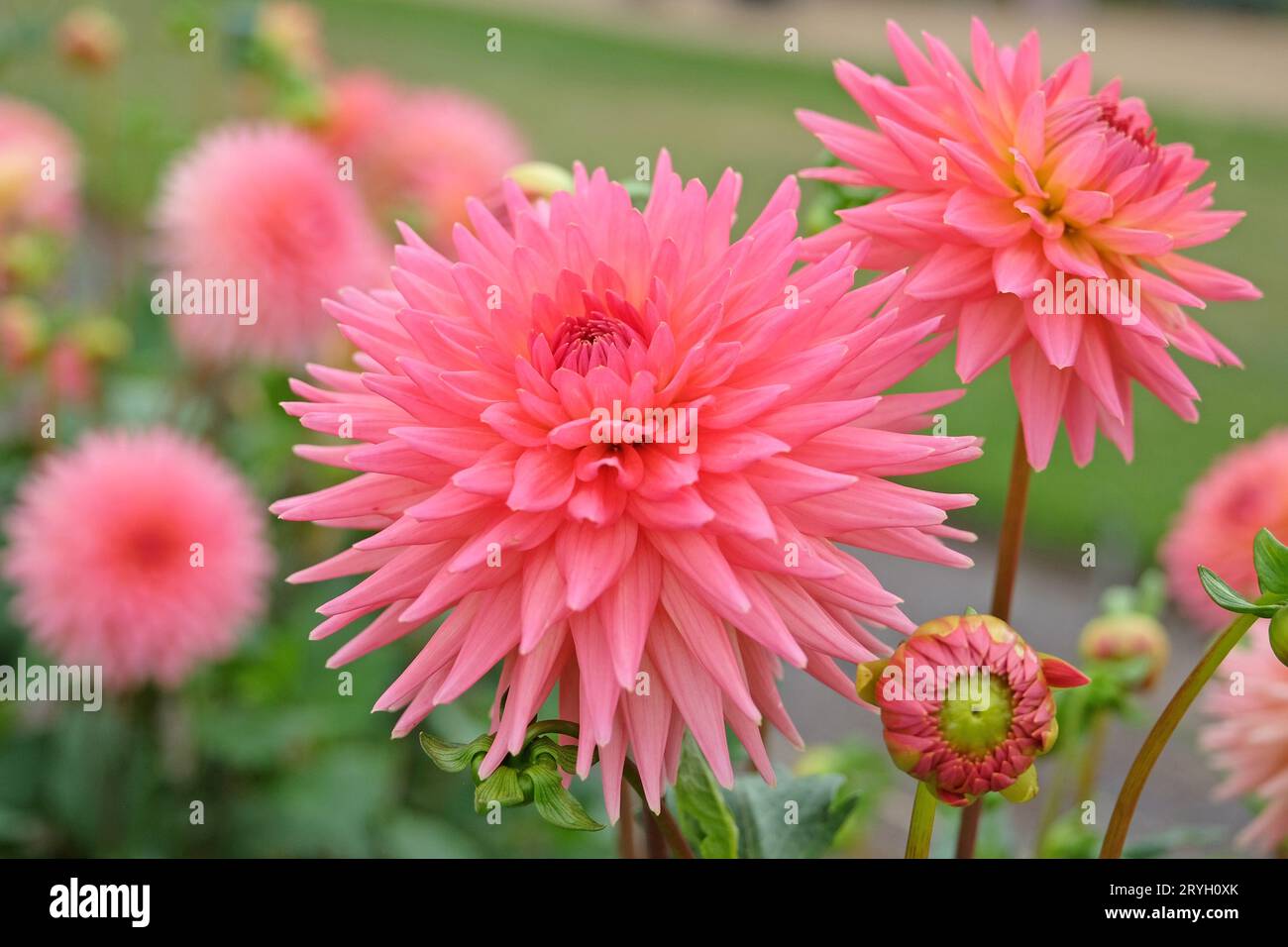 Coral pink cactus dahlia 'polventon phyllis' in flower. Stock Photo