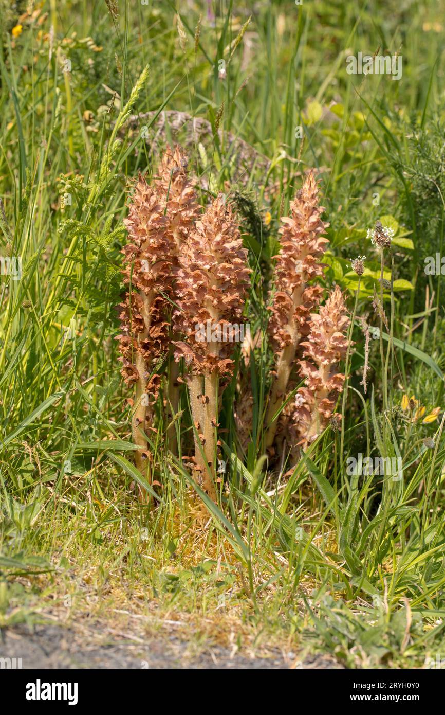 Greater Broomrape (Orobanche rapum-genistae) group of flowering stems growing wth Gorse, the host plant.. Carmarthenshire, Wales. May. Stock Photo