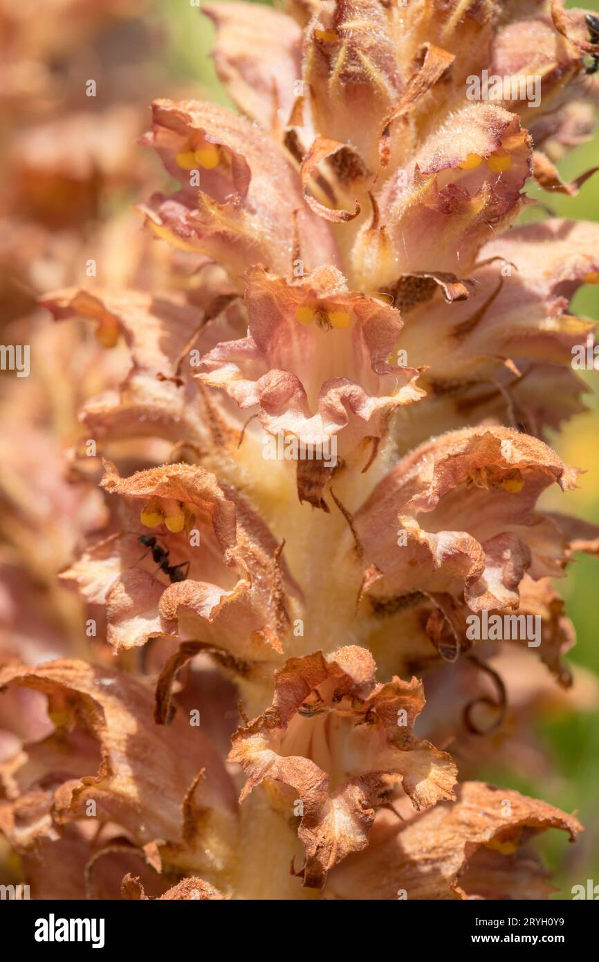Greater Broomrape (Orobanche rapum-genistae) close-up of a flowering stem. Carmarthenshire, Wales. May. Stock Photo