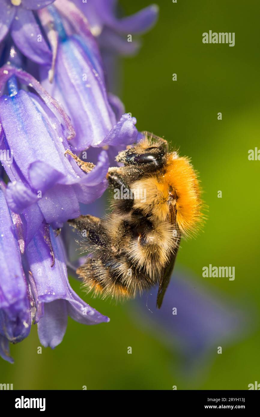 Brown-banded Carder bumblebee (Bombus humilis) female feeding on bluebell flowers. Carmarthenshire, Wales. May. Stock Photo