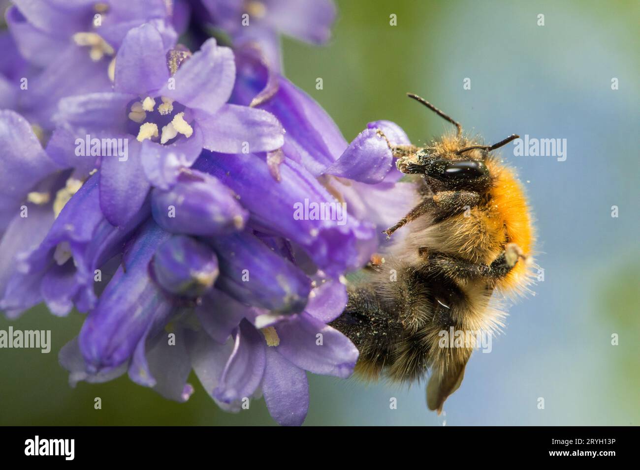 Brown-banded Carder bumblebee (Bombus humilis) female feeding on bluebell flowers. Carmarthenshire, Wales. May. Stock Photo