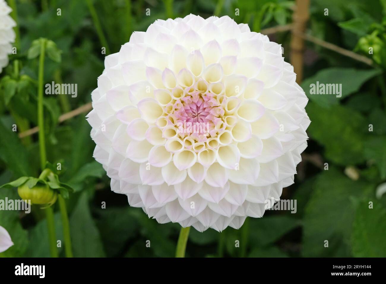 White pompon ball dahlia 'Tracy Diane' in flower. Stock Photo