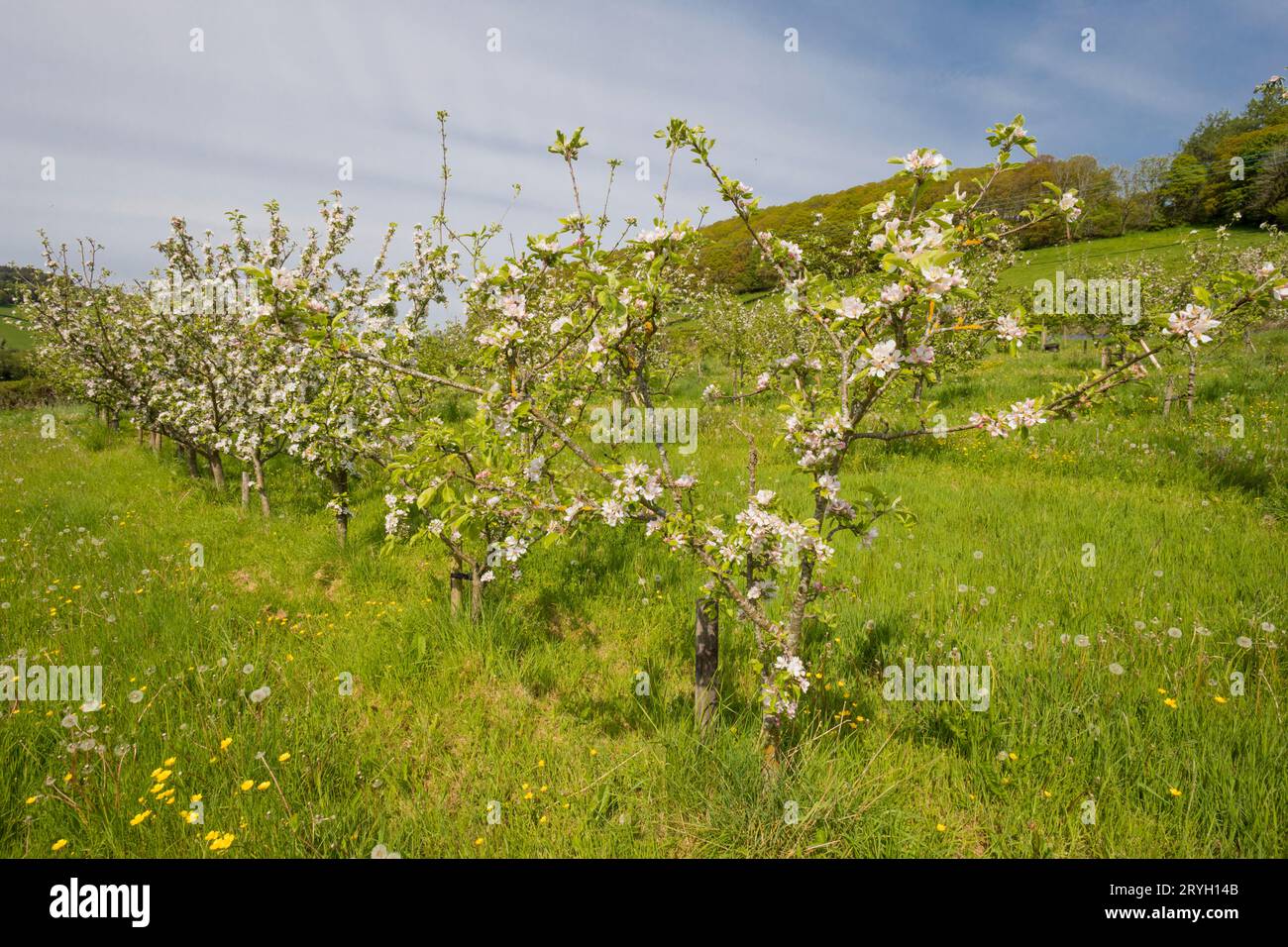 Blossom on cultivated apple trees (Malus domestica) in an Organic orchard. Powys, Wales. May Stock Photo