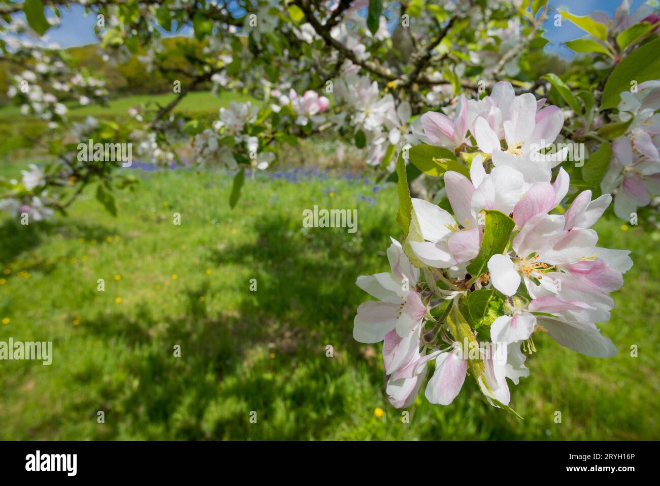 Blossom on cultivated apple trees (Malus domestica) variety 'tom Putt' in an Organic orchard. Powys, Wales. May Stock Photo