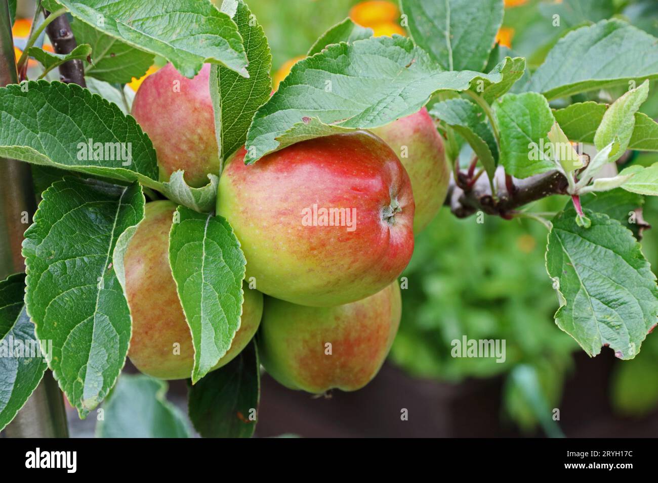 Malus Domestica (Apple) 'Kidd's Orange Red' Stock Photo