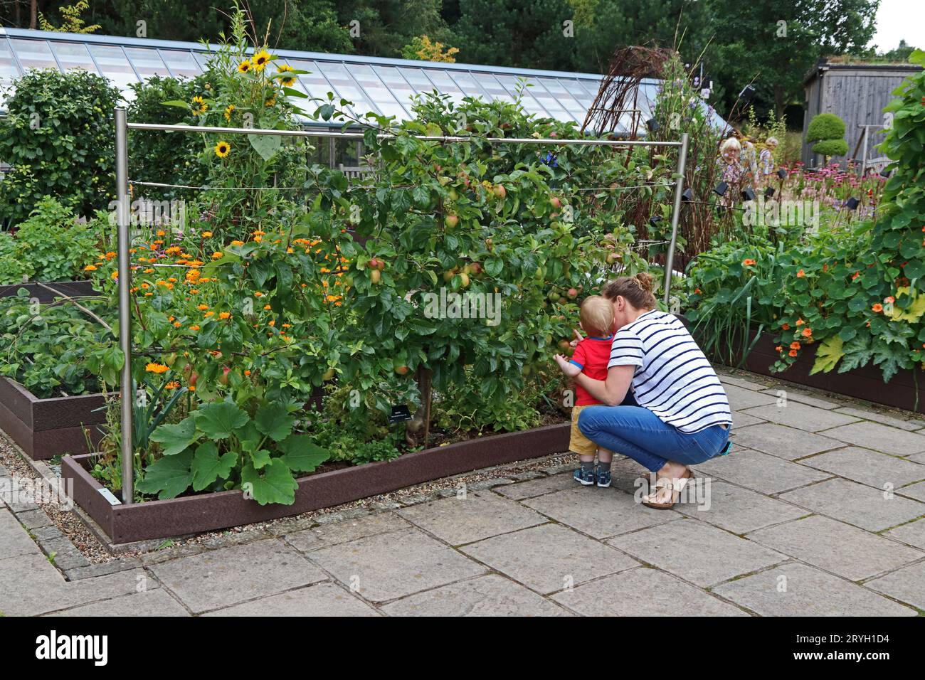 Woman showing child apples growing on espalier trained apple tree Stock Photo