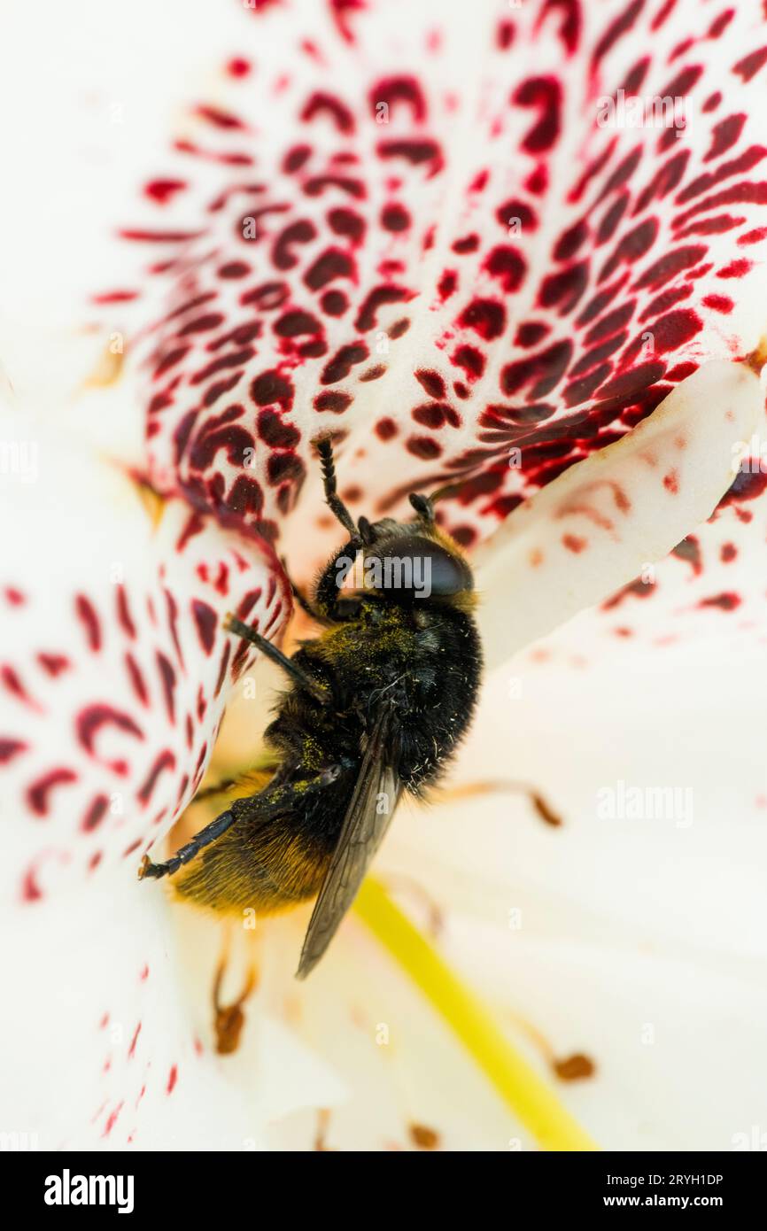 Narcissus Bulb Fly (Merodon equestris) in a flower of Rhododendron 'Prinses Maxima' in a garden. Powys, Wales. May. Stock Photo