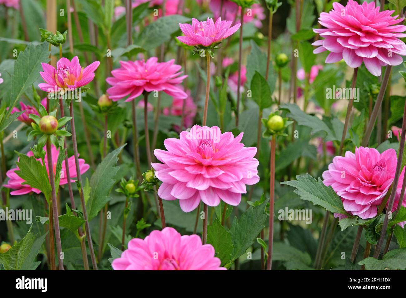 Bright pink decorative dahlia 'Garden Time' in flower. Stock Photo