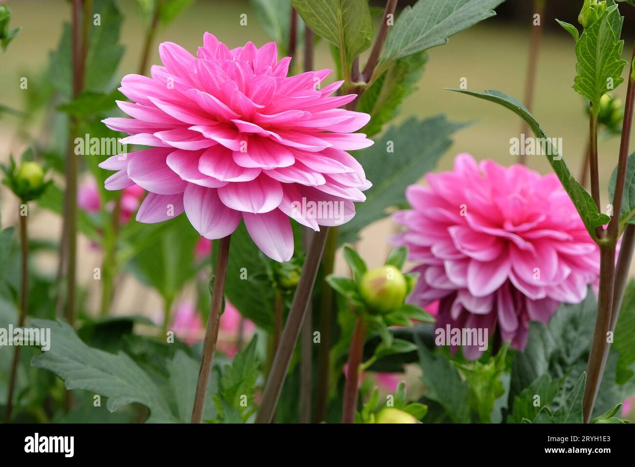 Bright pink decorative dahlia 'Garden Time' in flower. Stock Photo