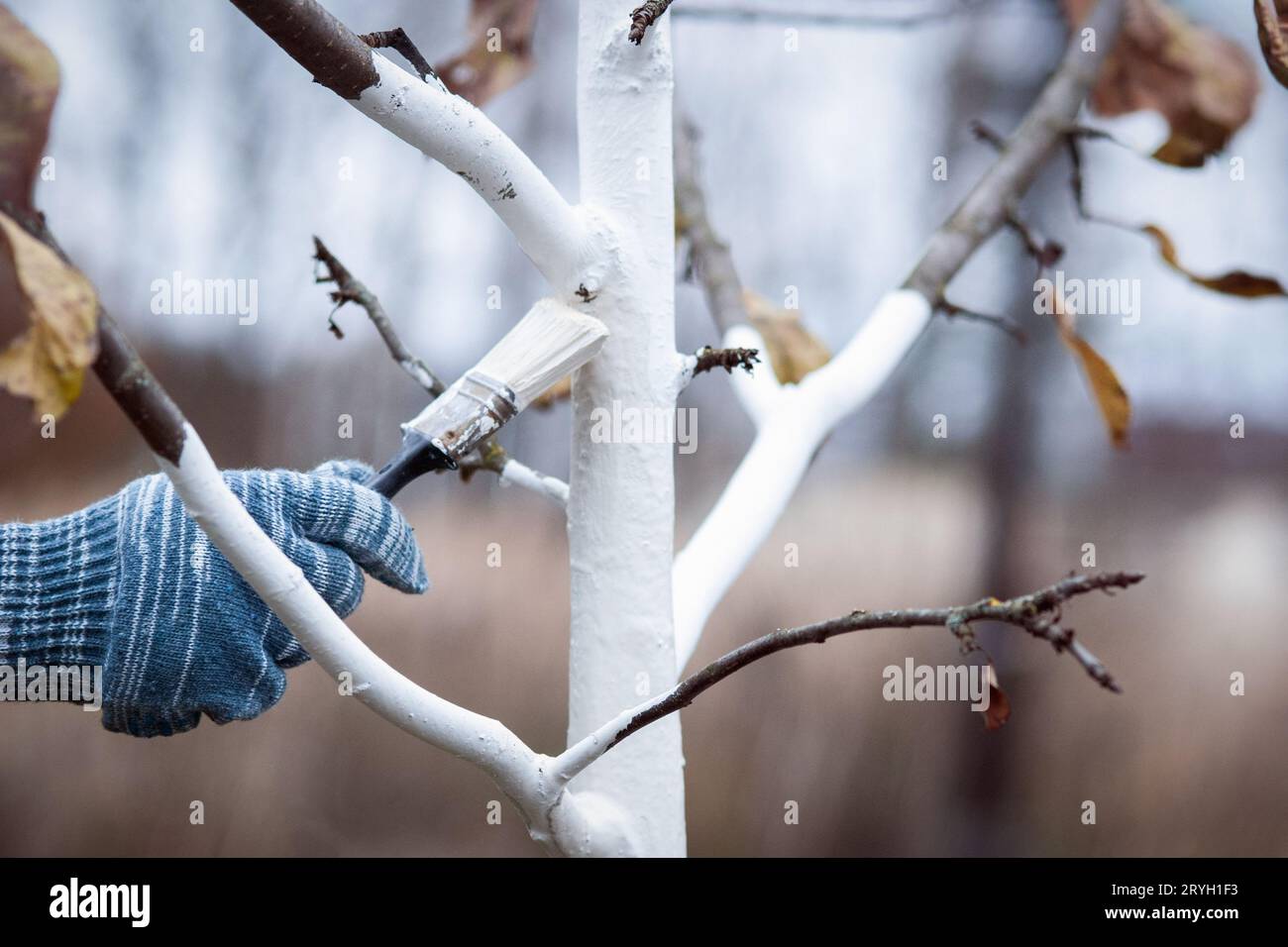 Whitewashing of fruit trees in autumn garden, gardener hand with brush
