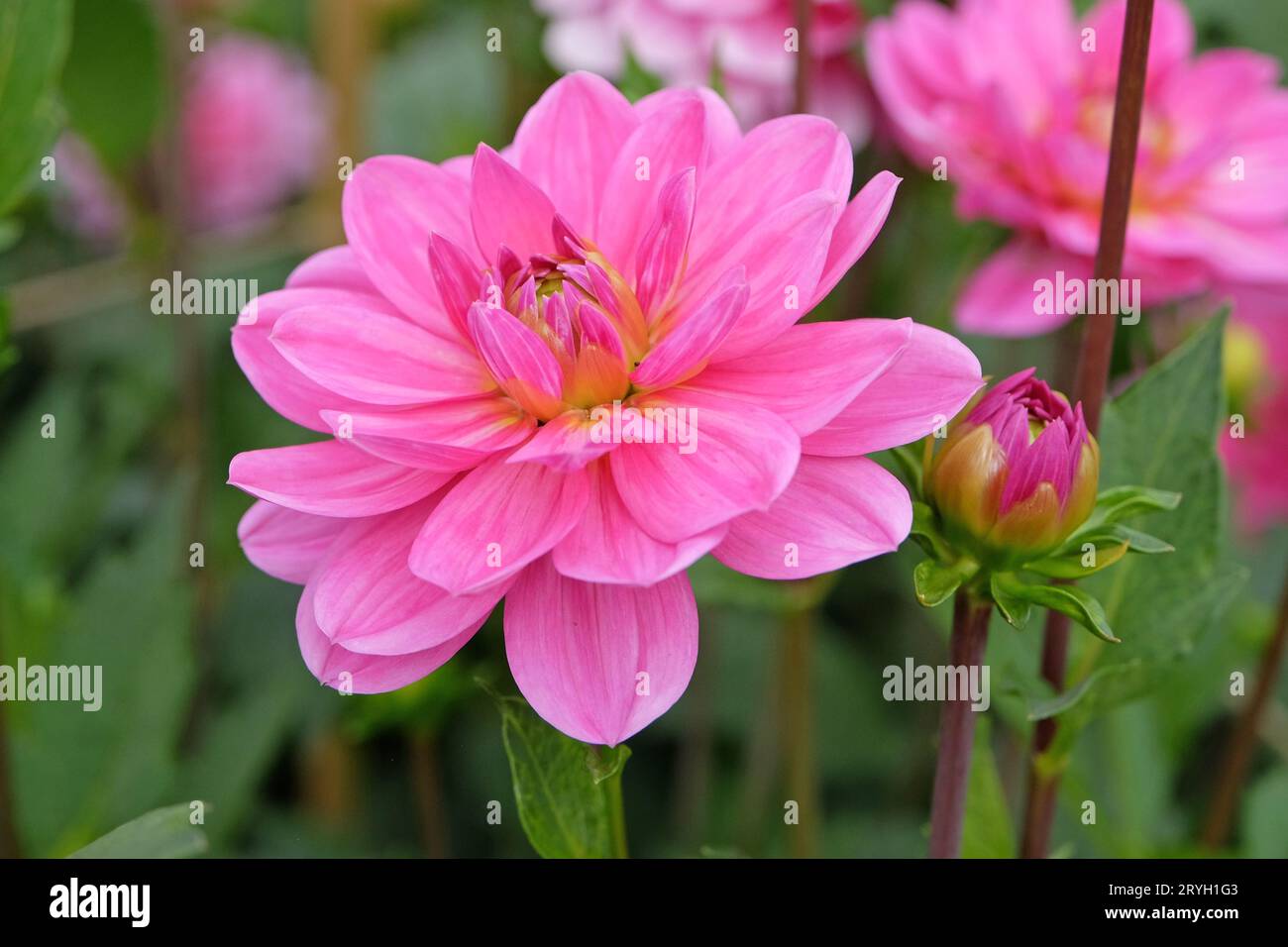 Bright pink decorative dahlia 'Garden Time' in flower. Stock Photo